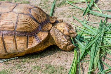 Kahverengi Kaplumbağa, Afrika Mahmuzlu Kaplumbağa ya da Geochelone Sulcata hayvanat bahçesinde yavaşça yeşil kamışları yiyorlar.