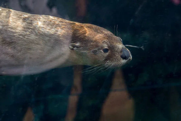 Ein Brauner Eurasischer Flussotter Schwimmt Wasser Aquarium — Stockfoto