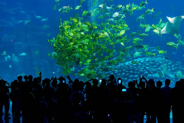 中国广东省珠海Chimelong海洋王国的大型水族馆 有热带鱼群的鱼缸里 人们观看鱼类的概况 — 图库照片