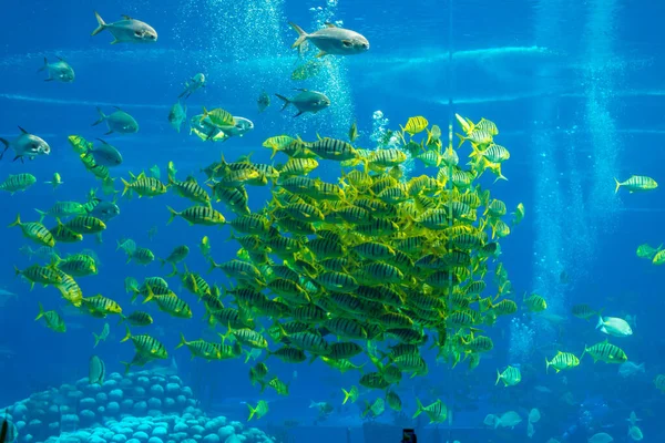 Tropische Scholen Vissen Een Blauw Aquarium Chimelong Ocean Kingdom Zhuhai — Stockfoto