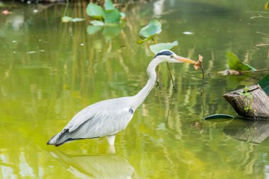 Gri balıkçıl (Ardea cinerea), yemyeşil bir gölde yürür. 