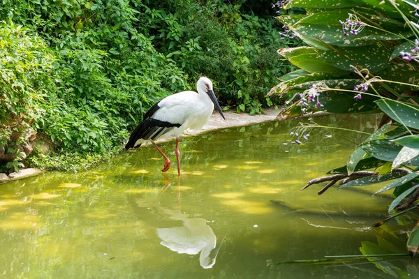 Uma Cegonha Branca Dormindo Lagoa Reserva Zonas Húmidas — Fotografia de Stock