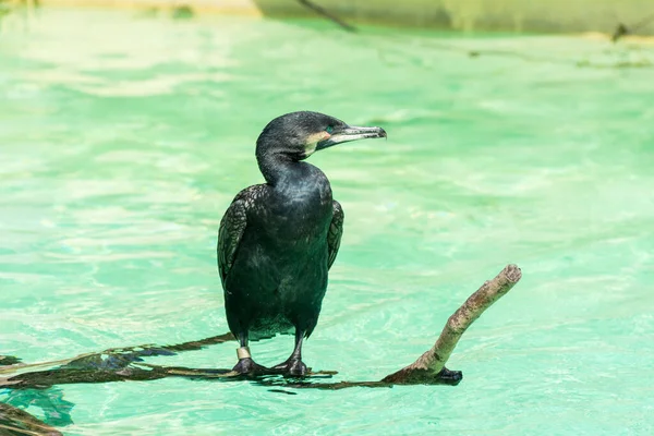 Grande Corvo Marinho Preto Numa Piscina — Fotografia de Stock