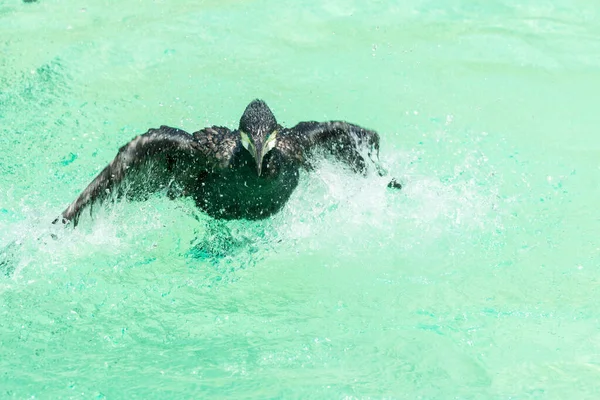 Black Great Cormorant Wading Flapping Its Wing Lot Splash Water — Stock Photo, Image