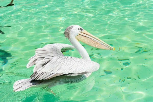 Witte Pelican Vogel Zwemmen Een Meer Een Vogel Pelikaan Famil — Stockfoto