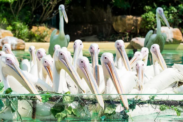 Купа Білих Пелікан Плавають Басейні — стокове фото