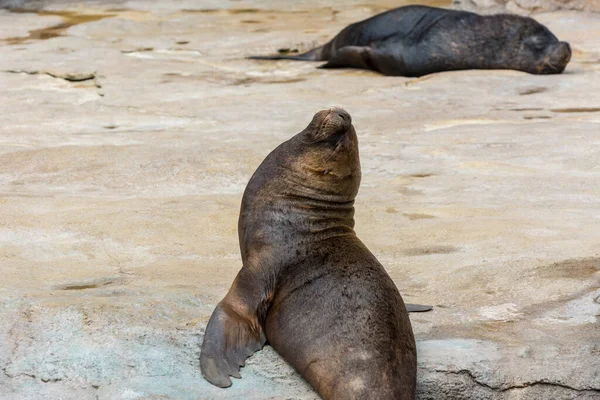 Robben Schlafen Auf Felsen Unter Sonnenlicht Zoo — Stockfoto