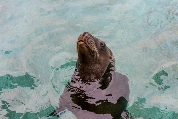 Eine Robbe Schwimmt Einem Sauberen Aquarium — Stockfoto