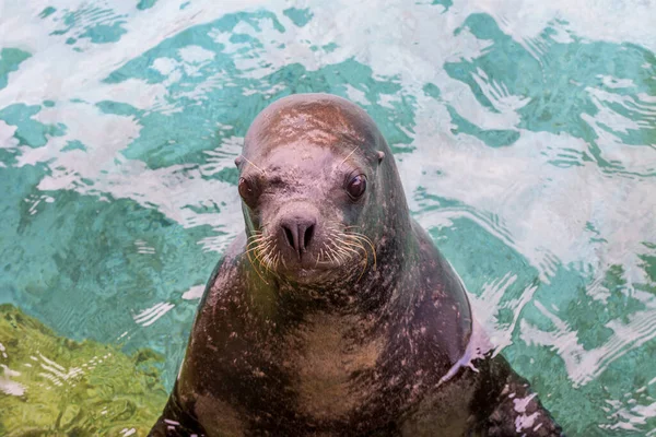 Eine Robbe Steht Auf Der Seite Des Aquariums Und Wartet — Stockfoto