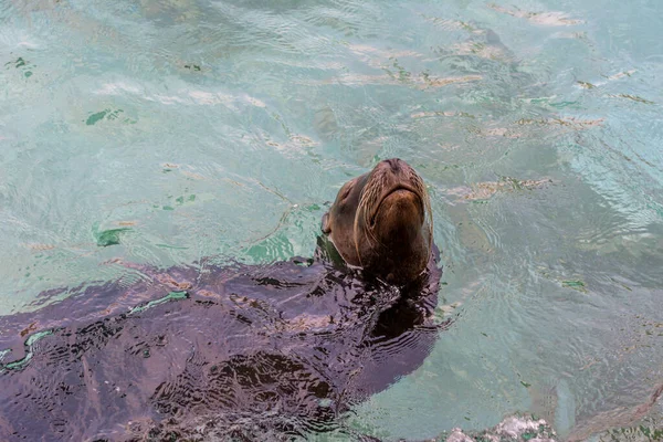 Eine Robbe Schwimmt Einem Sauberen Aquarium — Stockfoto