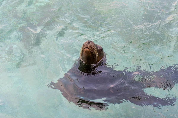 Тюлень Плавает Чистом Аквариуме — стоковое фото