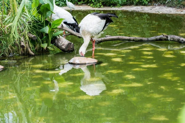 Ein Weißstorch Steht Auf Einem Teich Tropischen Naturschutzgebiet — Stockfoto
