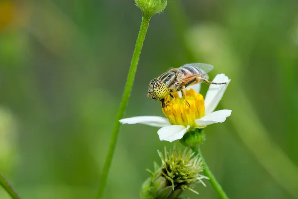 Schwebefliege Sammelt Pollen Auf Bidens Pilosa Blume — Stockfoto