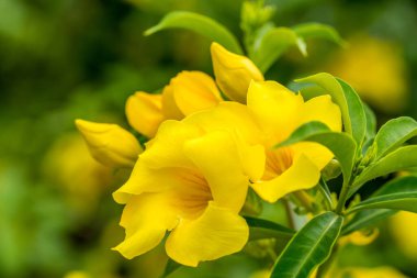 Apocynaceae familyasından Apocynaceae familyasından Allamanda cinsinden bir bitki türü olan altın trompet çiçeği de denir. 