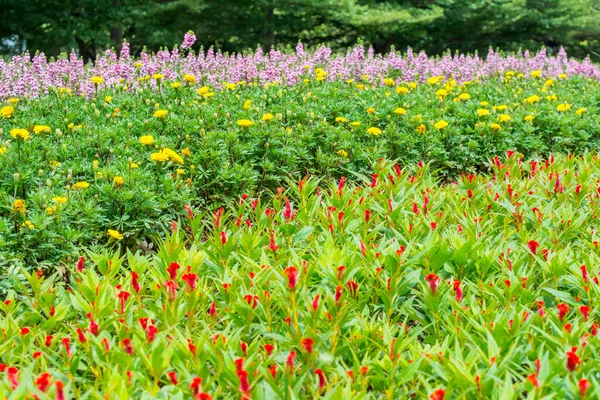 국화꽃과 분홍빛 살비아와 정원에서 피어나다 — 스톡 사진