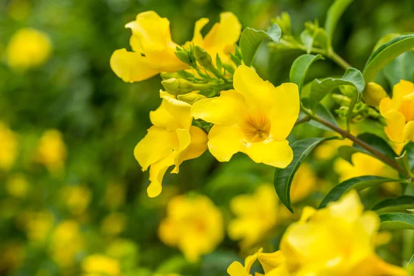 Apocynaceae familyasından Apocynaceae familyasından Allamanda cinsinden bir bitki türü olan altın trompet çiçeği de denir. 