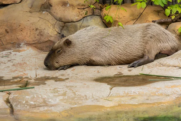 Brauner Wasserschwein Hydrochoerus Hydrochaeris Schläft Zoo Ein Riesiges Nagetier Aus — Stockfoto