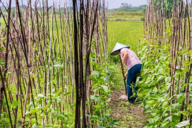 Çinli kadın çiftçi çapayla tarlada otlanıyor. 