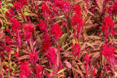 Çin 'deki kızıl horoz tarlası