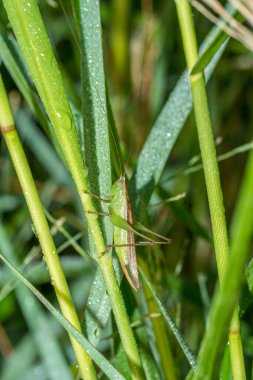 Yeşil çimen yaprağına tünemiş yeşil çekirge yakınlaşması