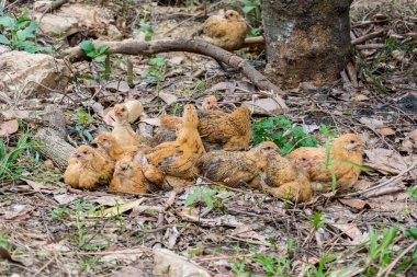 Bir grup tavuk çiftlikte birlikte oturuyorlar. 