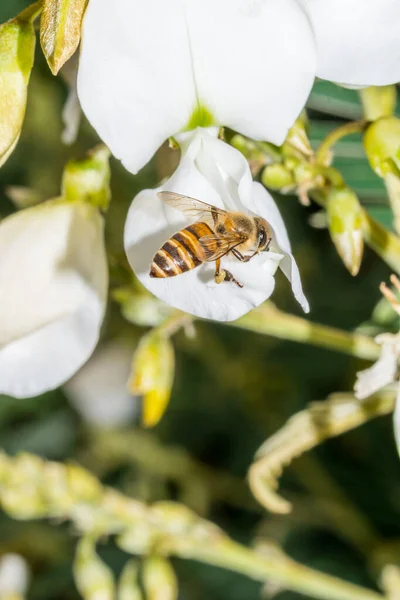Makro Der Biene Beim Nektarsammeln Auf Weißen Rauererbsen Tephrosia Candida — Stockfoto