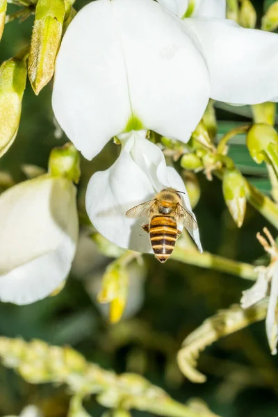 Makro Der Biene Beim Nektarsammeln Auf Weißen Rauererbsen Tephrosia Candida — Stockfoto