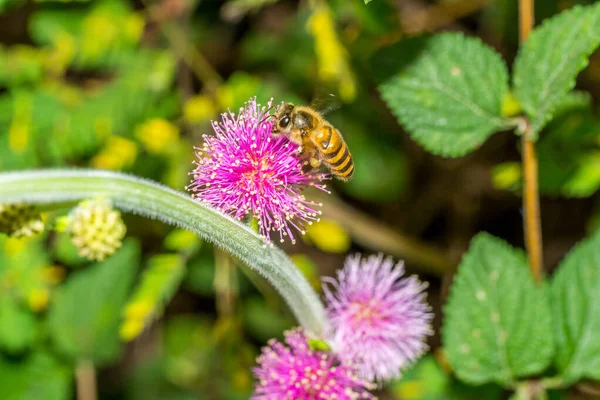 Крупный План Медоносной Пчелы Собирающей Пыльцу Розовом Цветке — стоковое фото