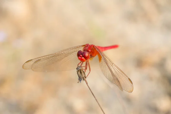 Primo Piano Una Libellula Rossa Appollaiata Fiore Tarassaco Secco Con — Foto Stock