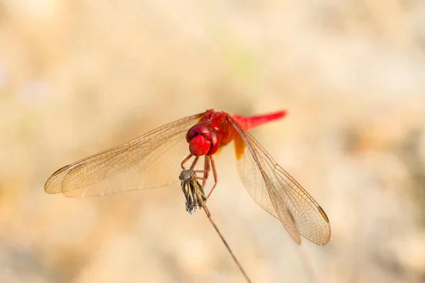 柔らかい背景を持つ乾燥タンポポの花に突き出た赤いトンボの閉鎖 — ストック写真