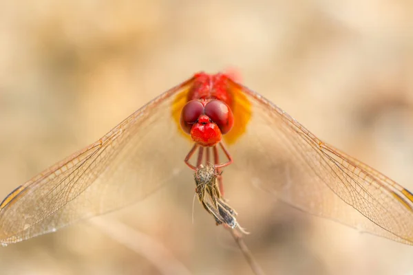 柔らかい背景を持つ乾燥タンポポの花に突き出た赤いトンボの閉鎖 — ストック写真