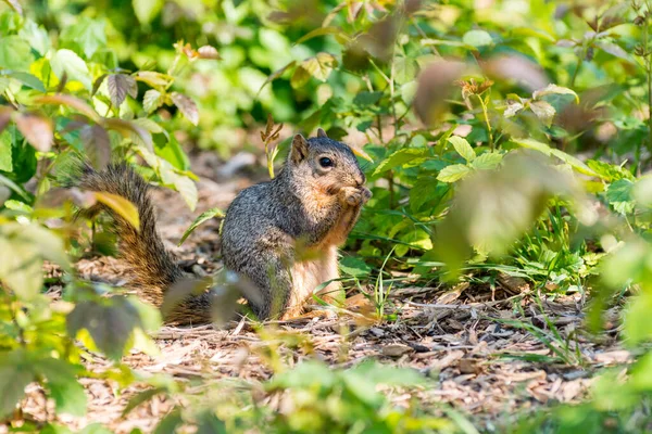 Squirrel Eating Green Leaves Field — Stock Photo, Image