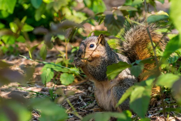 Ein Eichhörnchen Frisst Grüne Blätter Auf Einem Feld — Stockfoto
