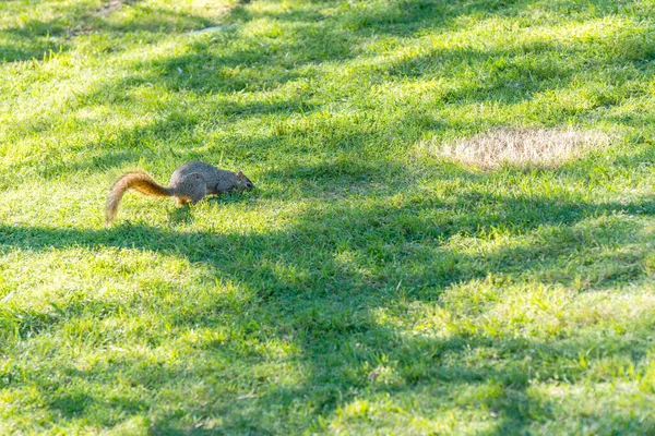 Esquilo Procura Comida Prado Verde — Fotografia de Stock