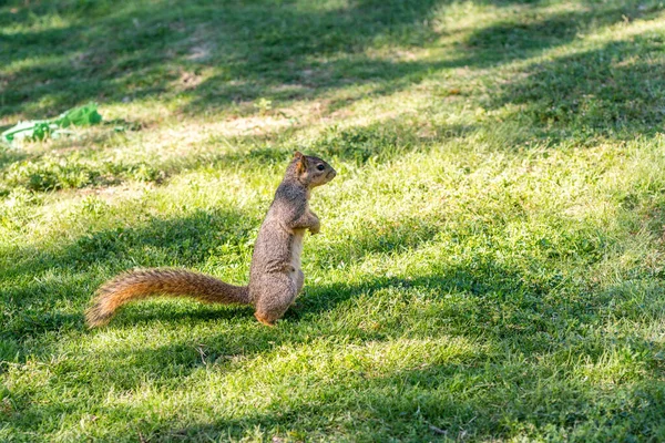 Ein Eichhörnchen Auf Nahrungssuche Auf Der Grünen Wiese — Stockfoto