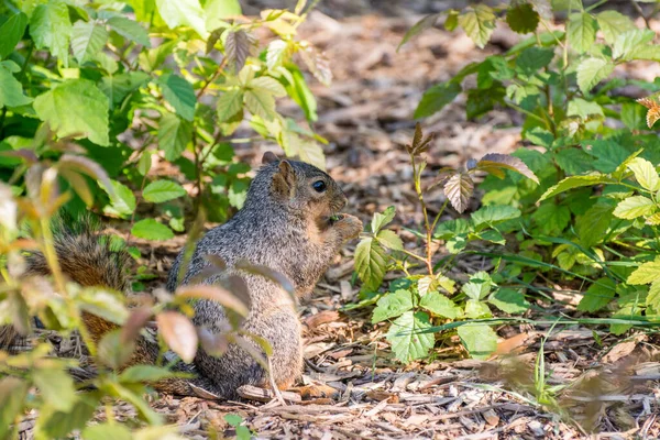 Squirrel Eating Green Leaves Field — Stock Photo, Image