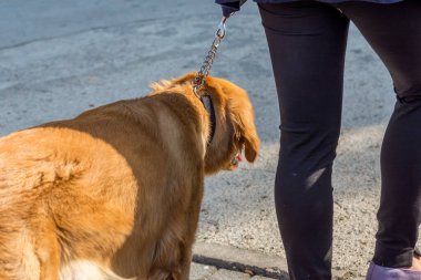Bir kadın ve altın çoban Tanrı parkta yürür.