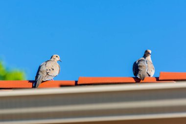 Dallas, ABD 'de çatıda İki Kederli Güvercin