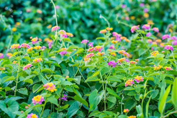 Flor Camara Lantana Colorida Florescendo Jardim — Fotografia de Stock