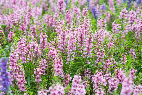 Närbild Salvia Nemorosa Skogsalvia Eller Balkan Claryin Blomman Säsongen — Stockfoto