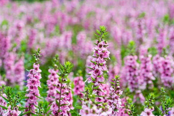 Primo Piano Salvia Nemorosa Salvia Boschiva Chiaroveggenza Balcanica Nella Stagione — Foto Stock