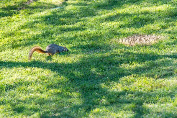 Ein Eichhörnchen Auf Nahrungssuche Auf Einer Grünen Wiese Park Von — Stockfoto