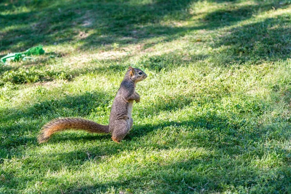 Squirrel Looking Food Green Meadow Park Dallas Usa — Stock Photo, Image