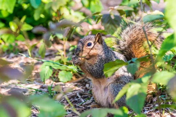 Squirrel Eating Green Leaves Park Dallas Usa — Stock Photo, Image