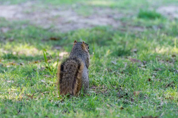 Squirrel Looking Food Green Meadow Park Dallas Usa — Stock Photo, Image