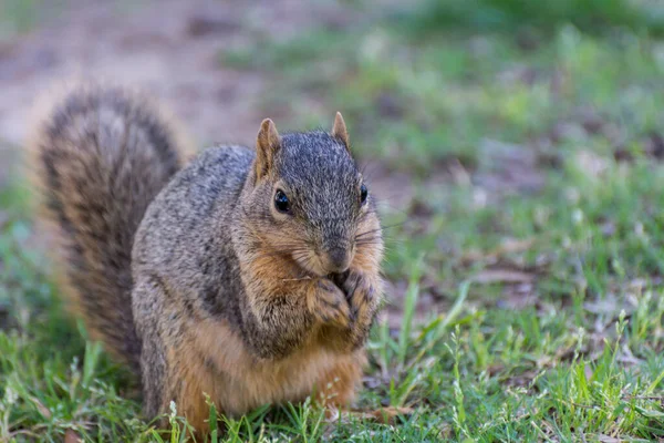 Eichhörnchen Frisst Kiefernzapfen Auf Grasland Einem Park Dallas Usa — Stockfoto
