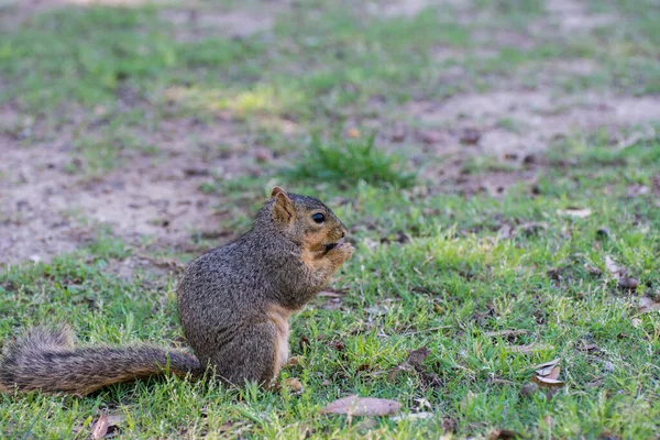 Squirrel Eating Pinecone Grassland Park Dallas États Unis — Photo