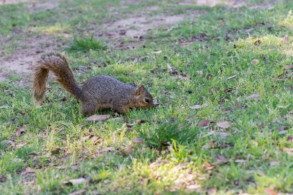 ダラスの公園で緑の牧草地で食べ物を探しているリス — ストック写真