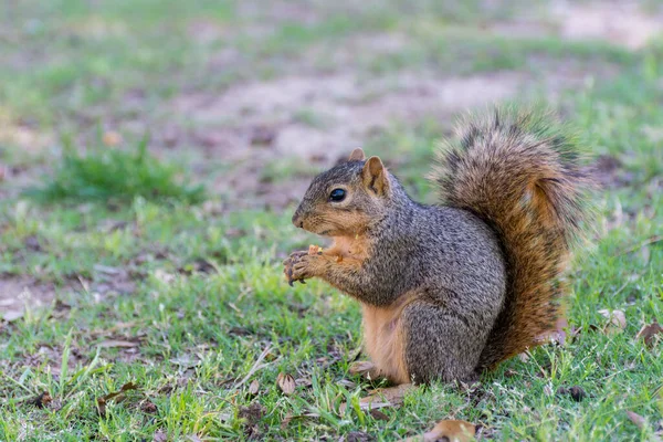 Eichhörnchen Frisst Kiefernzapfen Auf Grasland Einem Park Dallas Usa — Stockfoto