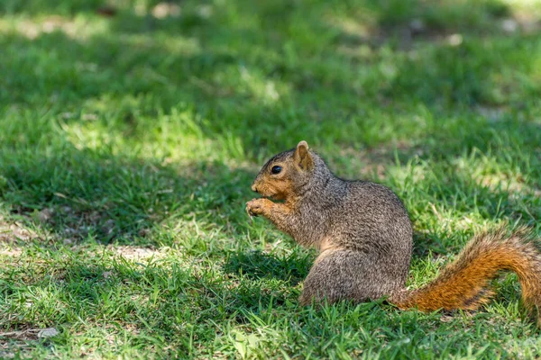 Eichhörnchen Frisst Kiefernzapfen Auf Grasland Einem Park Dallas Usa — Stockfoto